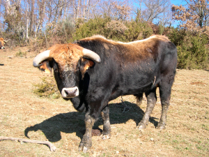 Macho de raza Vianesa.