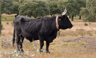 Raza Sayaguesa